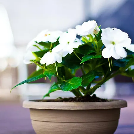 Maison d'hôtes Nonna Giulina